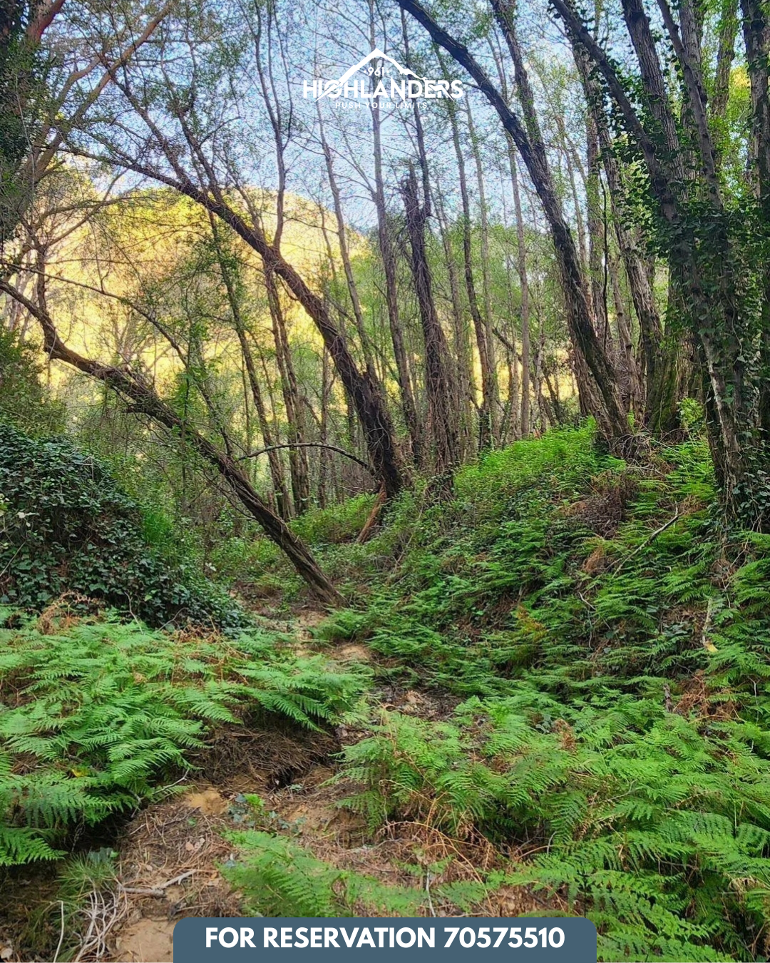 Bkassine Pine Forest Afternoon Hike & Sunset Iftar