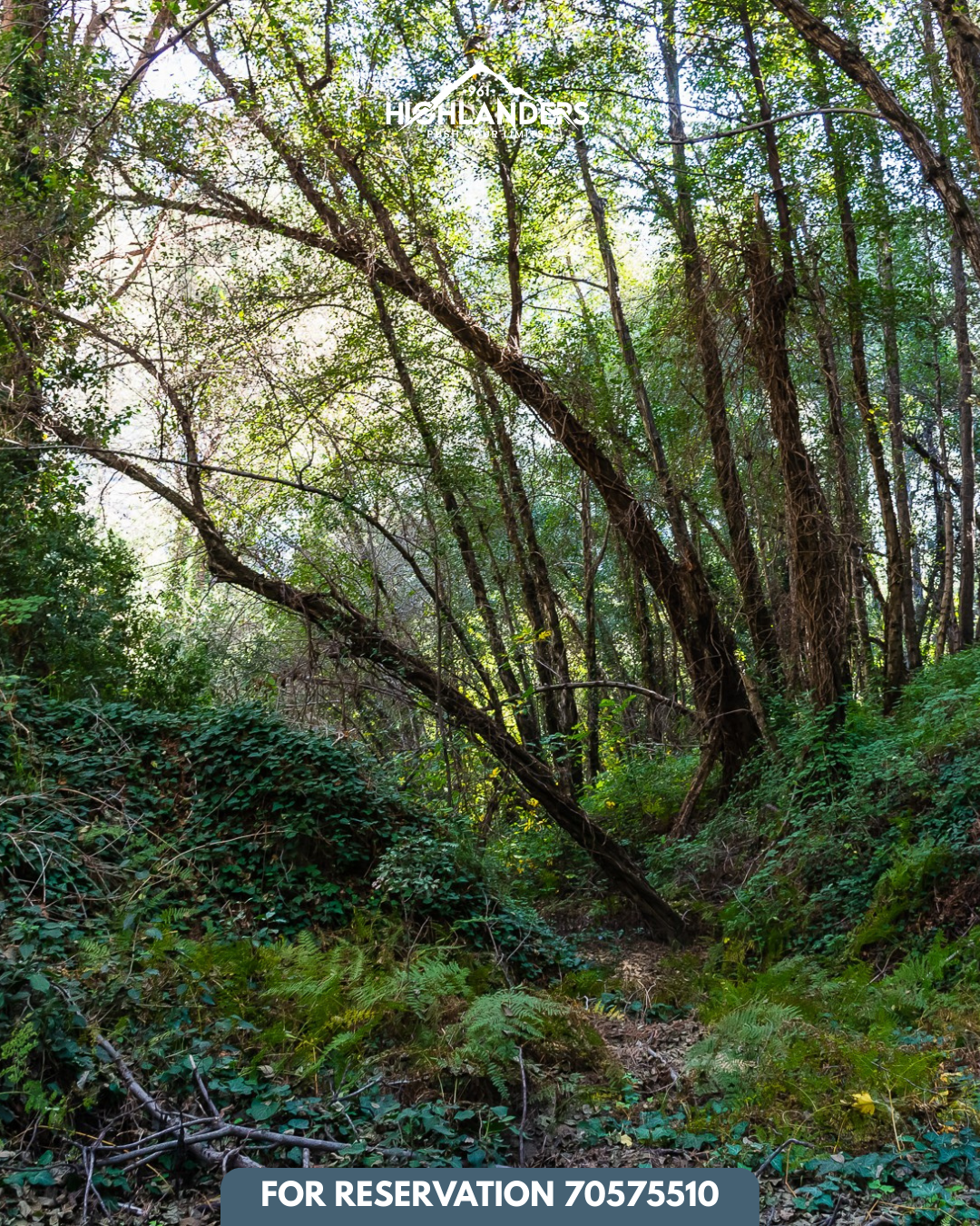Bkassine Pine Forest Afternoon Hike & Sunset Iftar